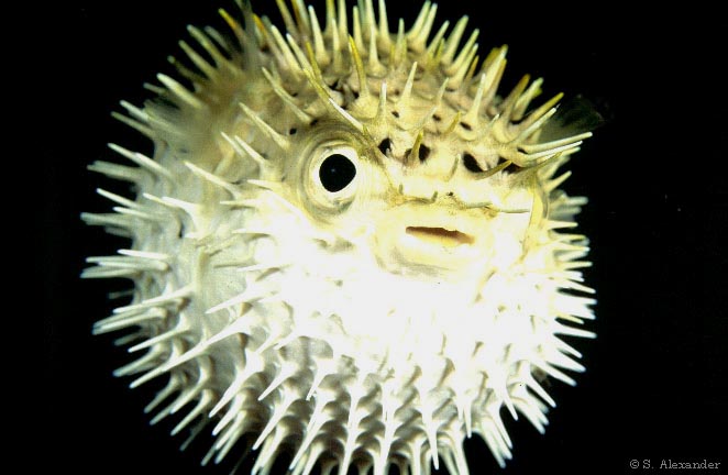 puffer fish - Pictures Of Pufferfish - Free Pufferfish pictures 
